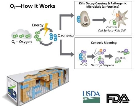 How ozone works