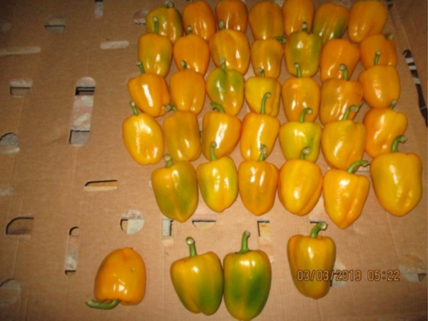 arrival inspection photo of bell peppers after 20 days inside a refrigerated ocean container shipped from Israel to Russia.